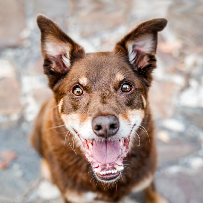 Doggy WIne Tour Assistant – Henry A kelpie dog - Henry.